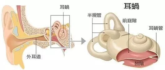 人工耳蜗专家问0爱耳时代_人工耳蜗口碑问0爱耳时代_在做人工耳蜗咨询0爱耳时代