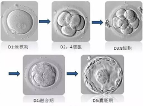 试管泰国成功几率_泰国做试管成功概率_泰国试管婴儿5次成功率