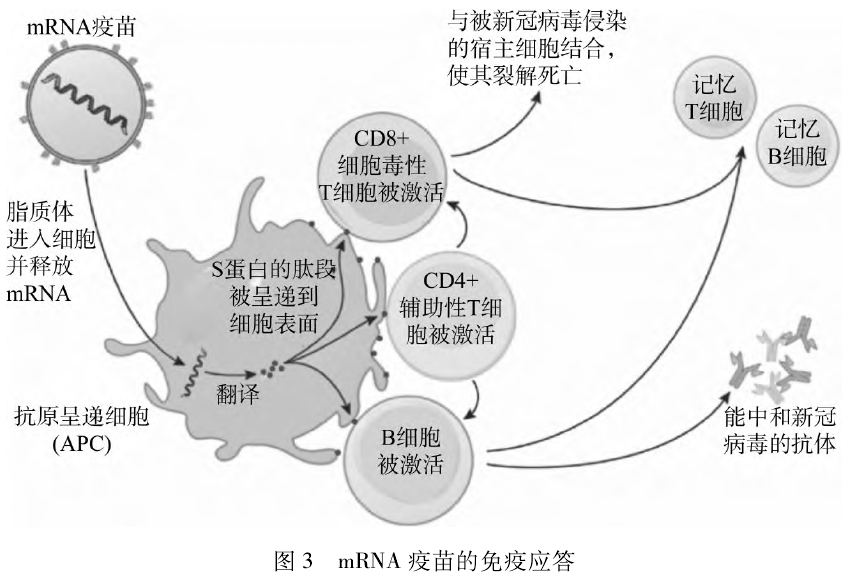 石家庄有几家干细胞公司_石家庄细胞干家公司有多少员工_石家庄细胞干家公司有哪些