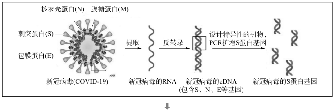 石家庄有几家干细胞公司_石家庄细胞干家公司有哪些_石家庄细胞干家公司有多少员工