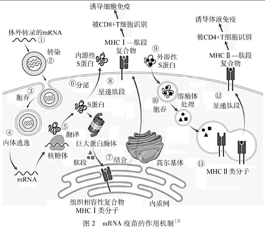 石家庄细胞干家公司有多少员工_石家庄细胞干家公司有哪些_石家庄有几家干细胞公司