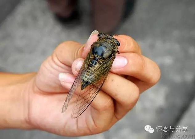 清水墙的意思_清水墙是什么意思_清水墙指的是什么