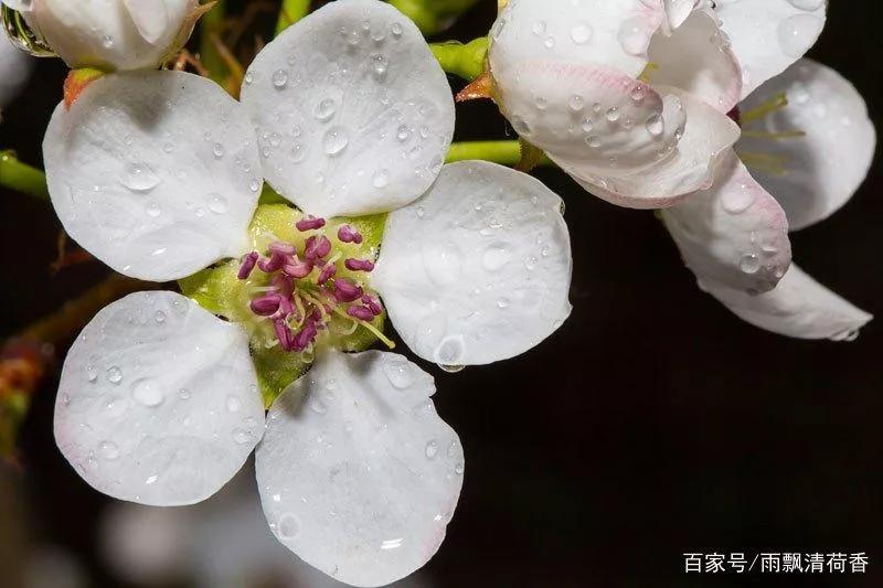 梨花雨带泪_梨花带雨_梨花雨带手铐脚链