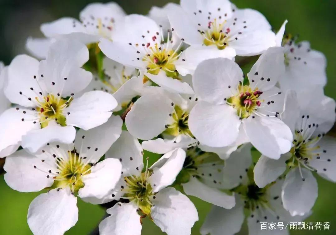 梨花带雨_梨花雨带手铐脚链_梨花雨带泪