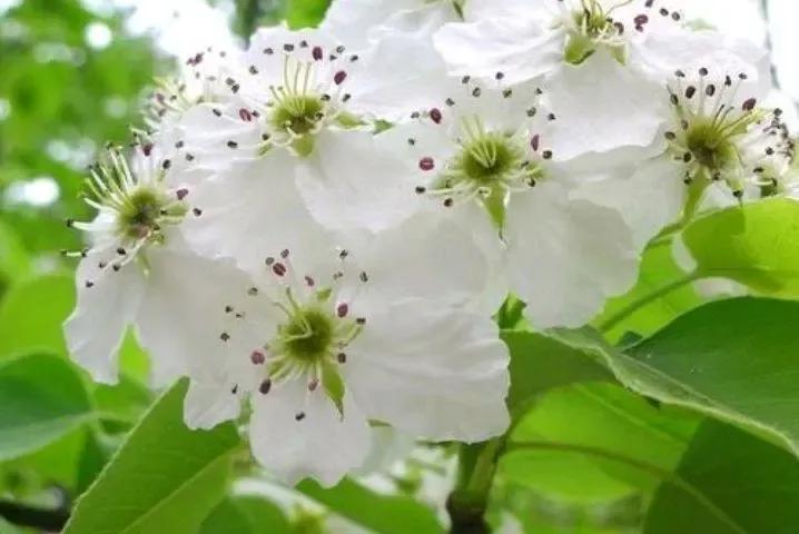 梨花雨带泪_梨花带雨_梨花雨带手铐脚链