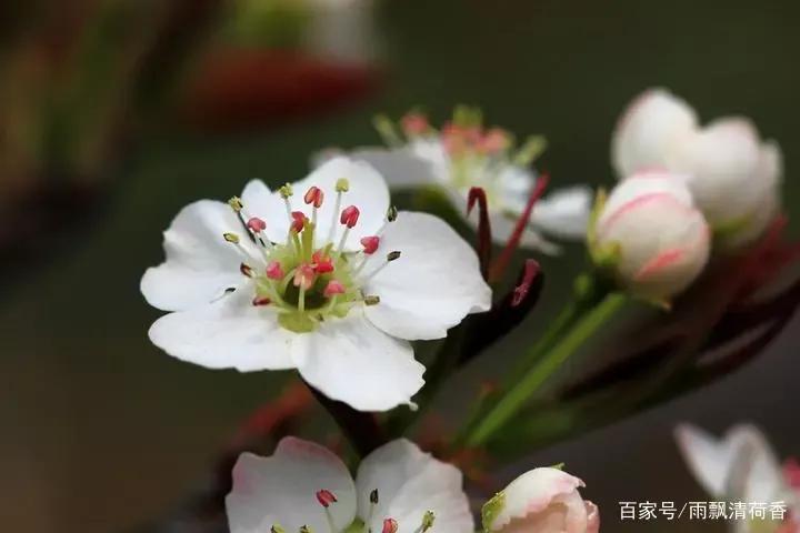 梨花雨带手铐脚链_梨花雨带泪_梨花带雨