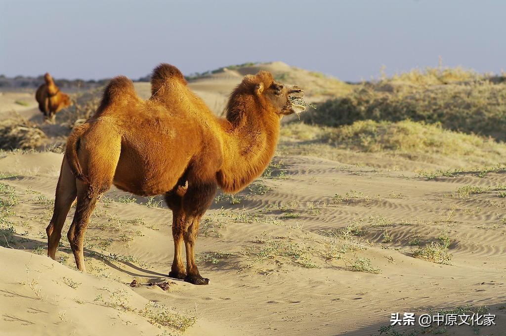 瘦死骆驼比马强_瘦死的骆驼比马大_瘦死的骆驼比马高