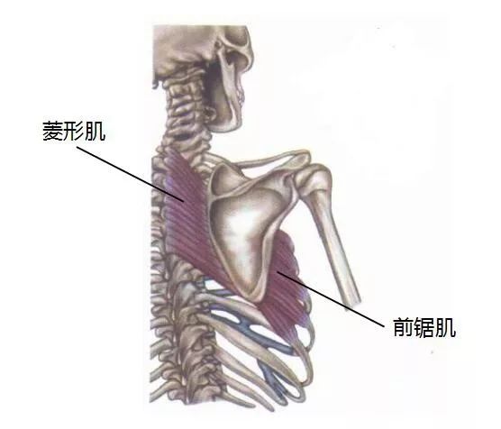 尽瘁_尽瘁鞠躬的意思_尽瘁鞠躬