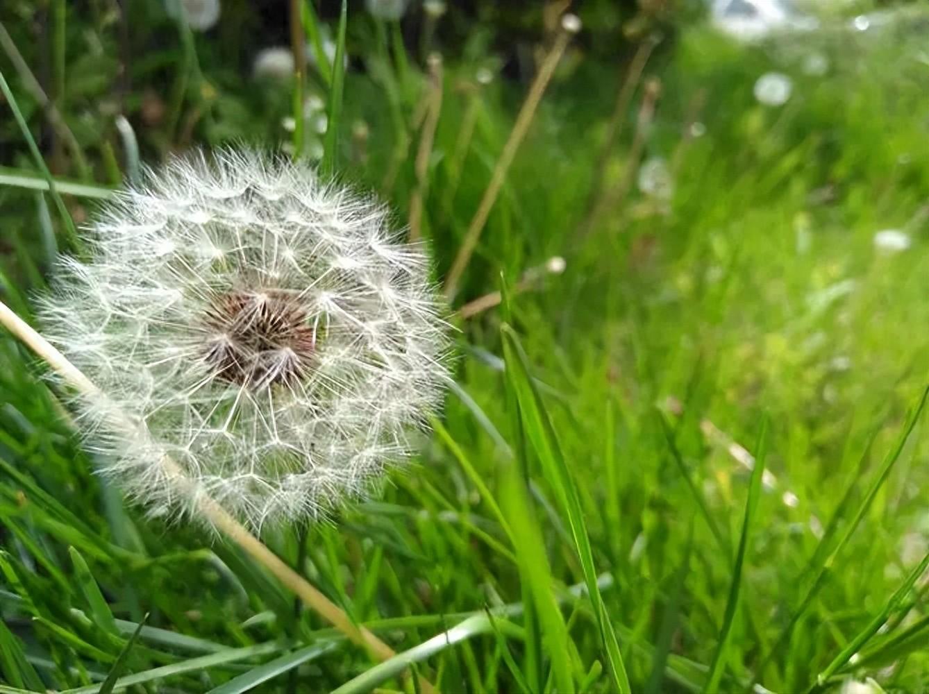 芳草地国际学校官网_十步芳草_芳草碧连天