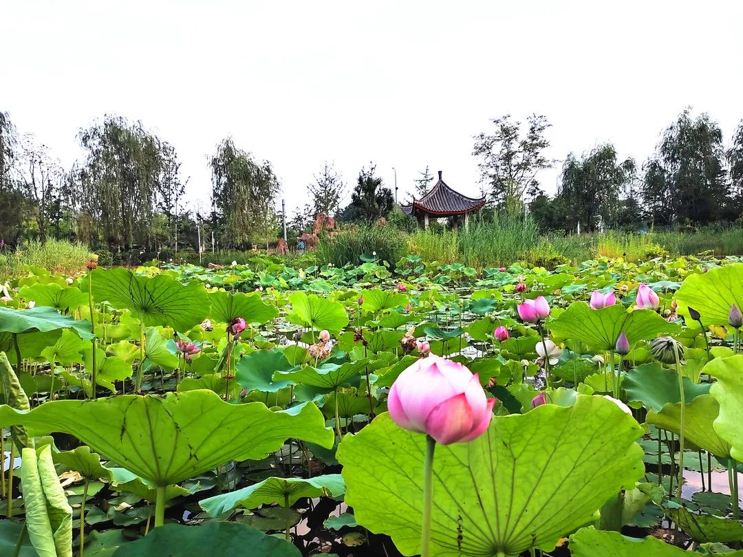 马陵中学_马陵中学喜报_马陵中学初中部在哪啊