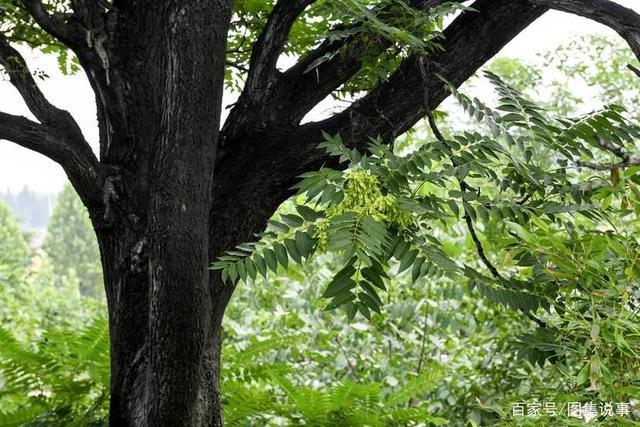 葳蕤什么意思_葳蕤菡萏怎么读_葳蕤